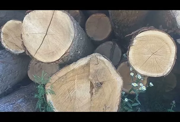 На Кубани «черный лесоруб» уничтожил деревья на 12 млн