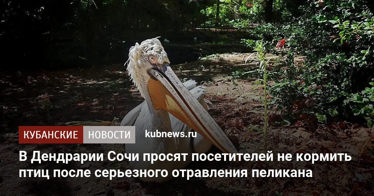 В Дендрарии Сочи просят посетителей не кормить птиц после серьезного отравления пеликана