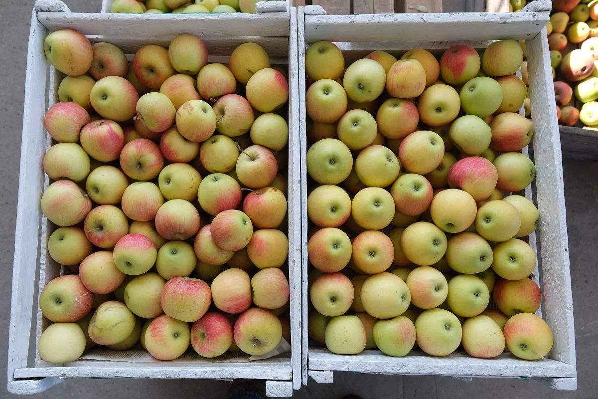 Яблоки - бренд фермерского хозяйства, здесь выращивают 10 их сортов разных сроков созревания. Яблоки - бренд фермерского хозяйства, здесь выращивают 10 их сортов разных сроков созревания.