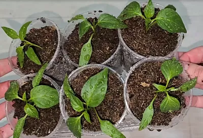 Сею семена на рассаду только так: когда сажать рассаду перца в 2025 году, чтобы выросла крепкая, коренастая и здоровая