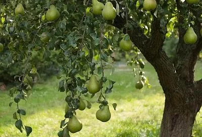 Весной достаточно 200 граммов удобрения, чтобы груша радовала обильным урожаем: плоды становятся крупнее и слаще