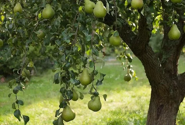 Весной достаточно 200 граммов удобрения, чтобы груша радовала обильным урожаем: плоды становятся крупнее и слаще