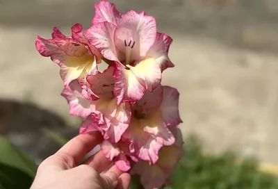 Секрет гладиолусов: рекомендации, которые помогут получить шикарное цветение