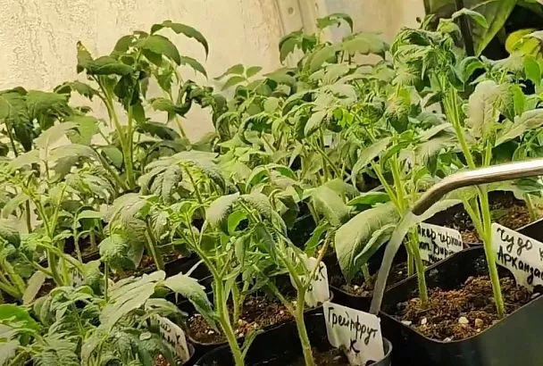 Высаживайте рассаду помидоров в грунт так — и получите тройной урожай с каждого куста