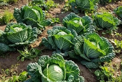 Секрет крупных кочанов: что я обязательно добавляю в лунку при посадке капусты