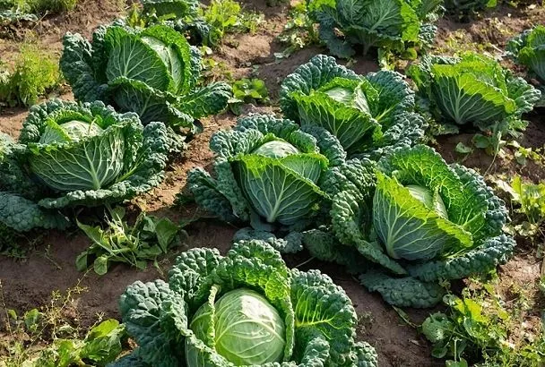 Секрет крупных кочанов: что я обязательно добавляю в лунку при посадке капусты