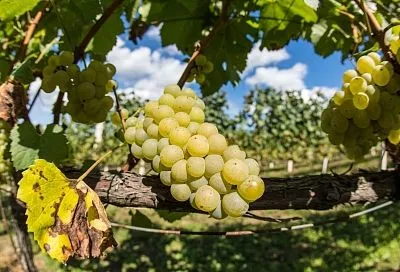 Виноградари Кубани рассчитывают сохранить урожай на уровне 2025 года