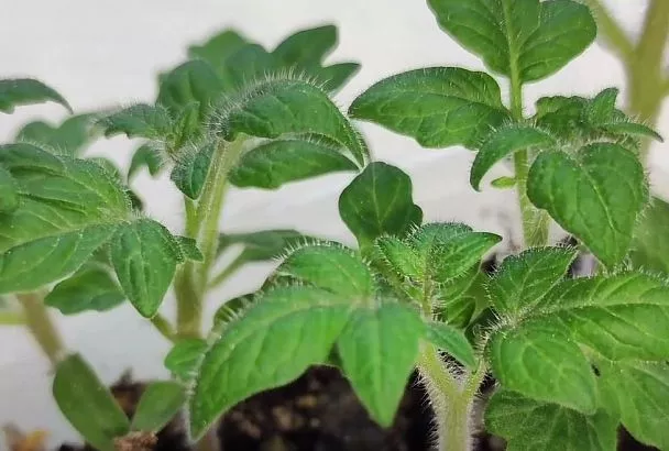 Вырастить рассаду помидоров вам поможет лайфхак с пальцем от Галины Кизимы