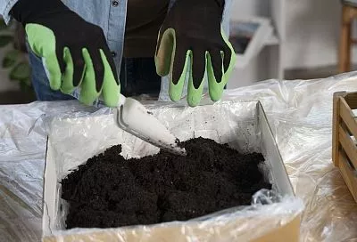 Сажай помидоры на рассаду так и потом не поливай всё лето: корни уходят вглубь и сами находят влагу