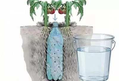 Делаю бутылки для полива томатов, как на рисунке — вода к корням, фитофтора отступает