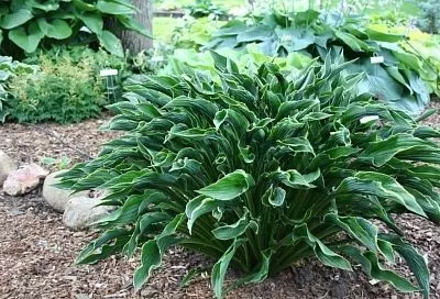 Хоста «Молящиеся Руки» — моя мечта сбылась! 5 причин, почему этот редкий многолетник покорит ваш сад