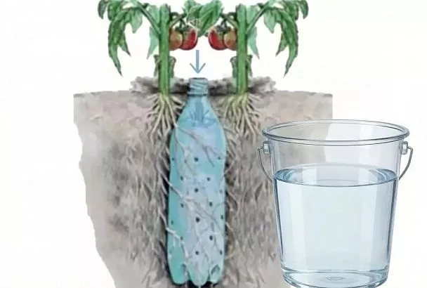 Делаю бутылки для полива томатов, как на рисунке — вода к корням, фитофтора отступает