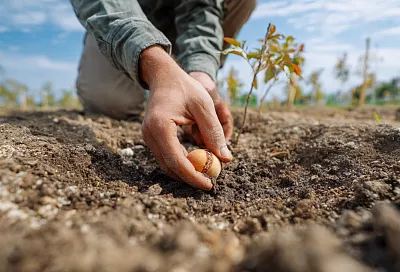 Как вырастить персик или абрикос из косточки: советы садоводов