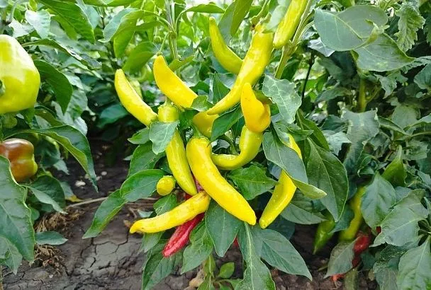 Просто рыхлите землю после полива: простой прием, который поможет вырастить богатый урожай перца