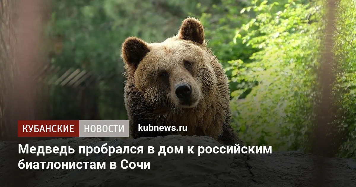 Медведь пробрался в дом к российским биатлонистам в Сочи