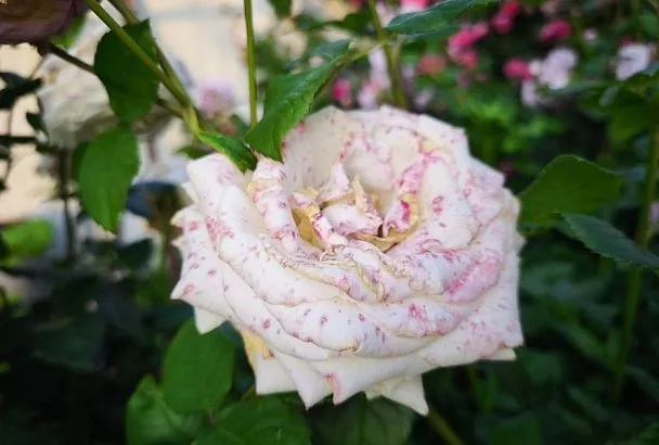 Всегда прекрасна: почему на лепестках белой розы появляются красные пятнышки, когда она отцветает