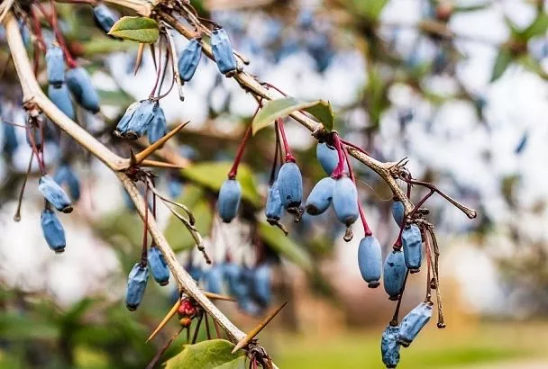 Одна ягода – не воин: почему не плодоносит жимолость