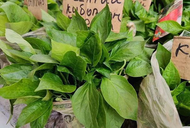 Просто подкормил рассаду перца рыбьей чешуей: секрет толстых стеблей