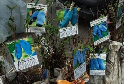 Плодоносит только в паре: что надо знать, чтобы вырастить самую раннюю и полезную жимолость