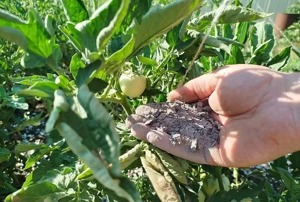 Зола против вершинной гнили томатов: как и почему это работает