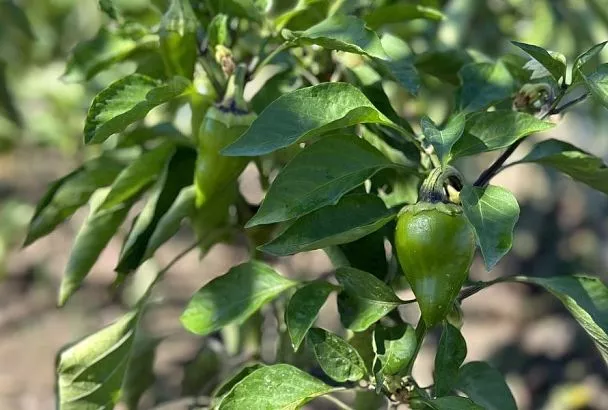 Хлебная подкормка для овощных растений: натуральное удобрение своими руками