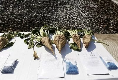 В Краснодарском крае убрано более трети площадей сахарной свеклы
