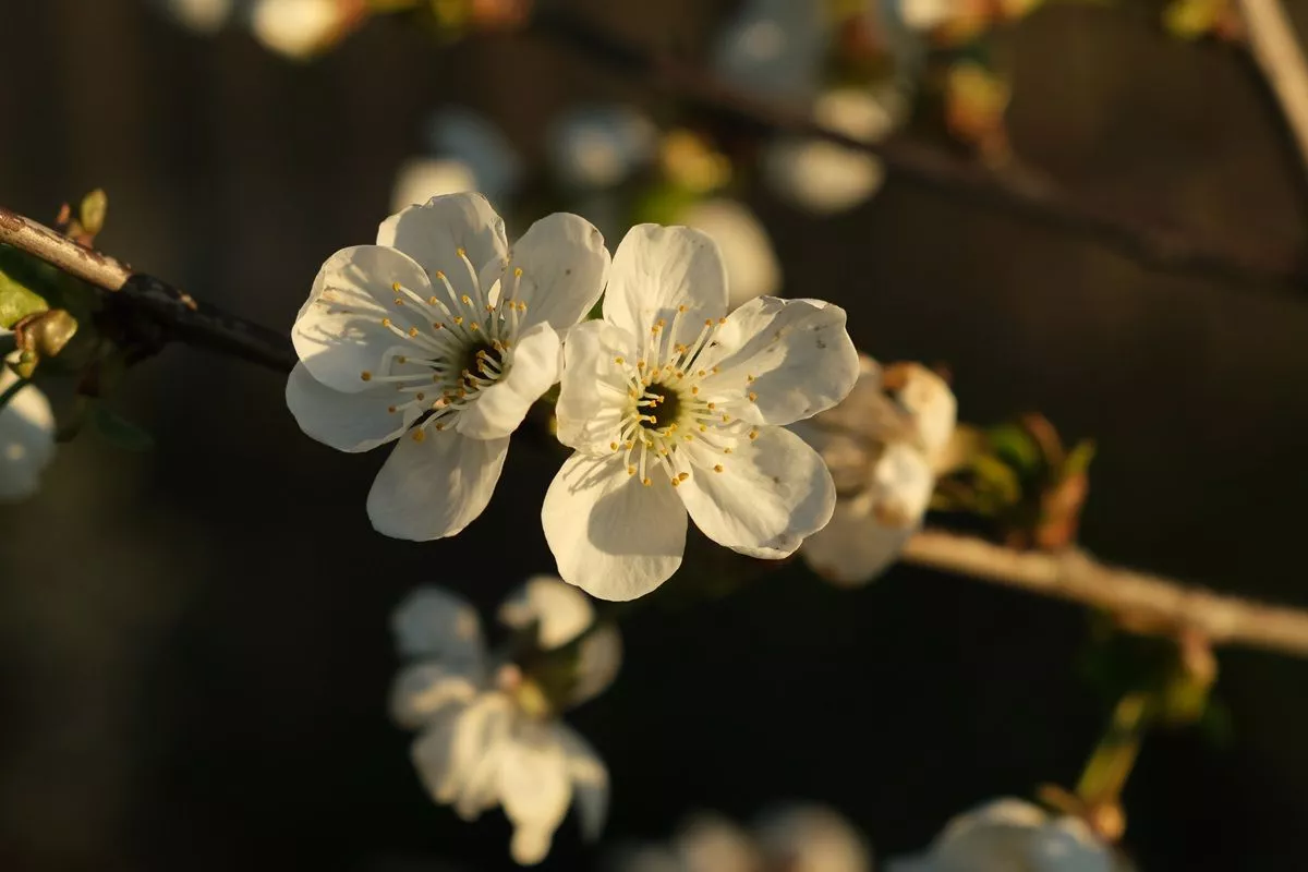Астрономическая весна: когда световой день в России начнет увеличиваться