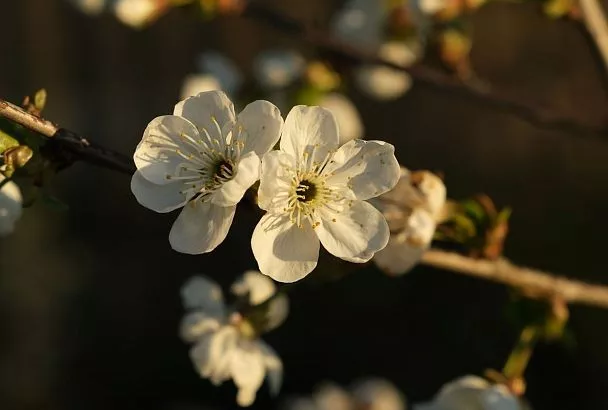 Астрономическая весна: когда световой день в России начнет увеличиваться