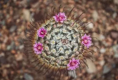Цветущий оазис будет у вас дома: пять сортов кактусов, которые цветут при любых условиях