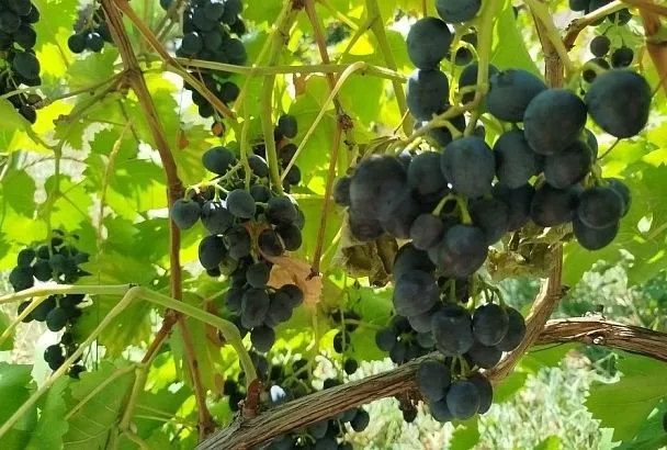 Соседи – хуже не придумаешь: почему виноград теряет вкус рядом с капустой