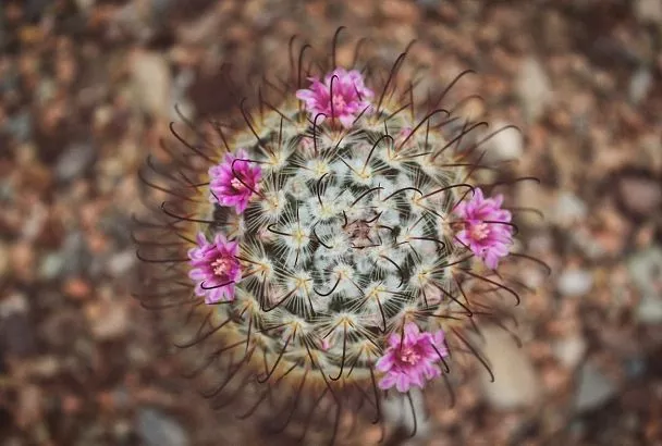 Цветущий оазис будет у вас дома: пять сортов кактусов, которые цветут при любых условиях