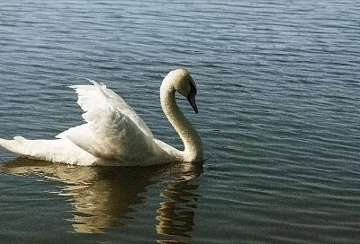 Несколько недель один: на реке Попасной в Тбилисском районе запечатлели лебедя-одиночку