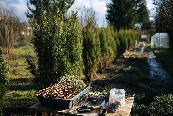 Клонирую тую черенками: простой способ получить много саженцев из одной ветки