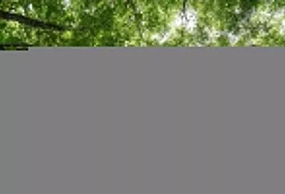 В Краснодарском крае продлили запрет на посещение лесов