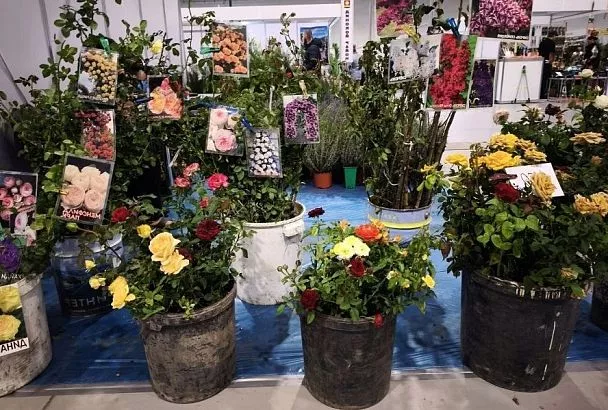 Если нет времени на посадку: сколько саженцы роз выживут без земли