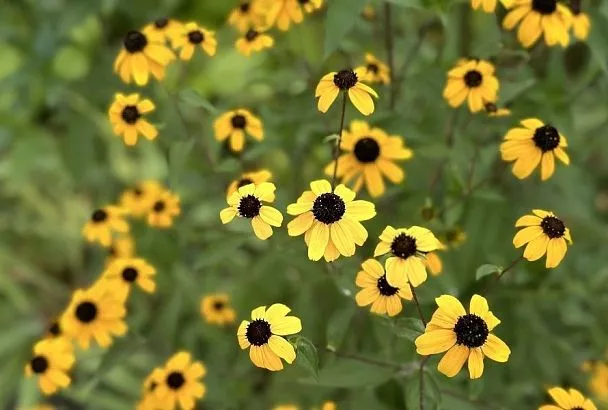 Без вашей помощи: эти многолетние цветы, которые размножаются сами, достаточно посеять один раз