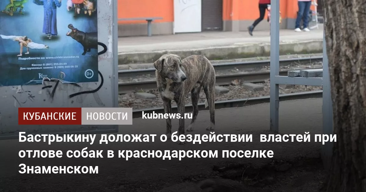 Бастрыкину доложат о бездействии  властей при отлове собак в краснодарском поселке Знаменском