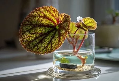 Один лист — три новых растения: бегония, каланхоэ и фиалка по простым правилам