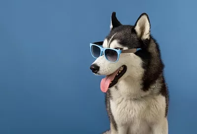 Чипирование и реестр: в Госдуму внесён законопроект об обязательной маркировке домашних животных