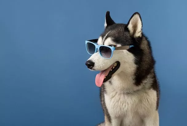 Чипирование и реестр: в Госдуму внесён законопроект об обязательной маркировке домашних животных