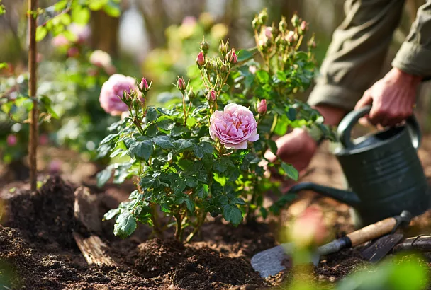 Когда начинать подкармливать розы весной и чем лучше всего: секреты шикарного цветения