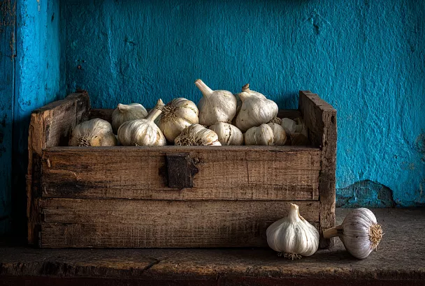 Если чеснок начал разваливаться — вы опоздали. Когда точно пора копать урожай