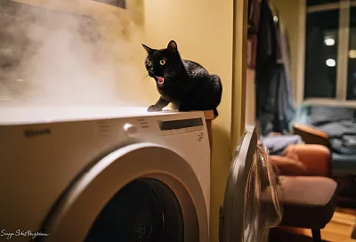 Ошибки после которых кошка может потерять к вам доверие навсегда — будьте осторожны