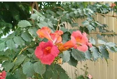 Бойтесь оранжевых граммофонов: 3 причины, по которым садоводы не советуют выращивать кампсис