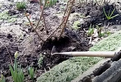 Открывайте розы весной только так: 4 признака, когда это пора делать и 1 трюк для пышного цветения