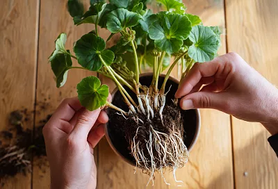 Обрезаю герань осенью, укореняю в пакетах — и весной получаю пышный куст без единого полива