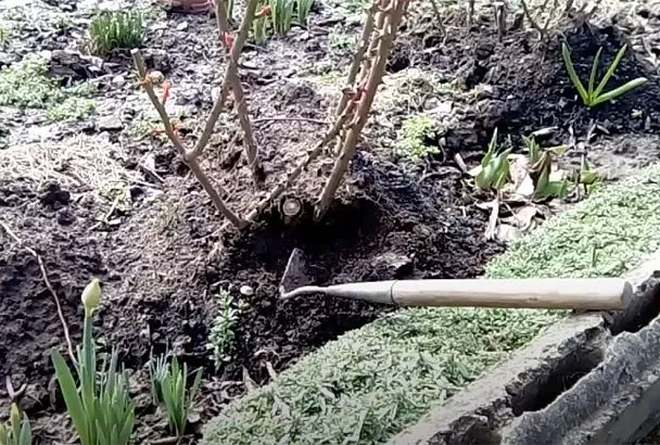 Открывайте розы весной только так: 4 признака, когда это пора делать и 1 трюк для пышного цветения