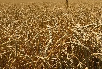 Кубанские ученые создали первый в мире биопрепарат от болезней зерновых, снижающих урожайность до 20%