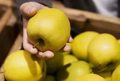Храним яблоки до весны: создаем идеальные условия для сочных плодов