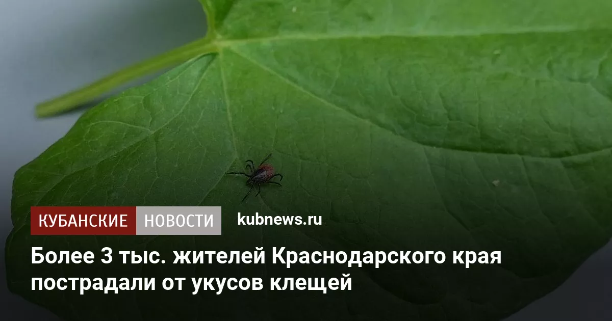 Более 3 тыс. жителей Краснодарского края пострадали от укусов клещей